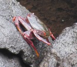 Crab in rockpoo
