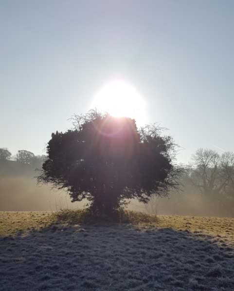 Tree in the morning mist